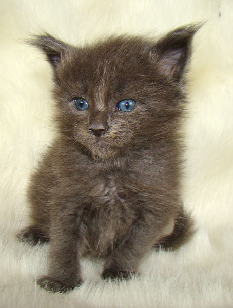 ���� ��� ������� ��������� Catsvill County!  ���� ����! ������ ������ ���� ���! ���� ��� ������ ������ � ����� ����!!! �������� ���� ����� Catsvill County +7-926-544-74-09  ���� ��� �������� ������. ���� ��� ������, ���� ��� �������, ���� ��� ������,  ���� ��� ����, ���� ��� ��������, ���� ����,  ������ ������ ���� ���,  ������ ����-����, ����� ������� ������ �����, ����� ����� ������!